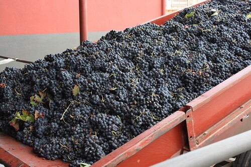 Canvis a la targeta vitivinícola