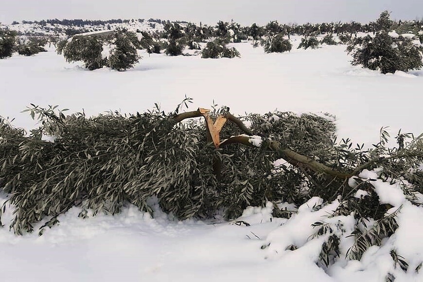 Afectacions del temporal a camps d'oliveres de Bovera